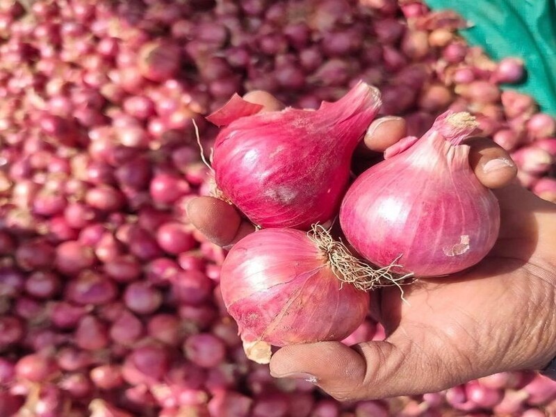 Syarat ekspor bawang dari Indonesia
