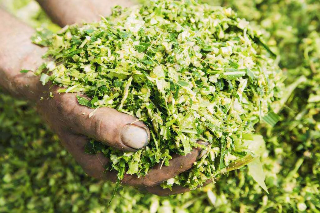 Bahan Campuran Pakan Sapi Fermentasi Sederhan Dan Efisien