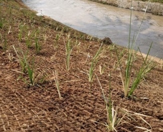 fungsi sabut kelapa untuk lingkungan