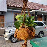 Sabut kelapa laboratorium hijau