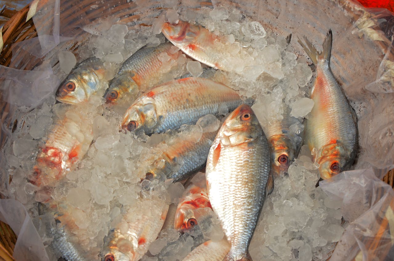 mesin vacuum sealer untuk ikan beku