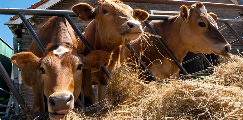 rumput tebasan peternakan rakyat