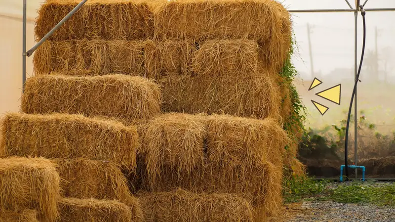 rumput kering stok pakan