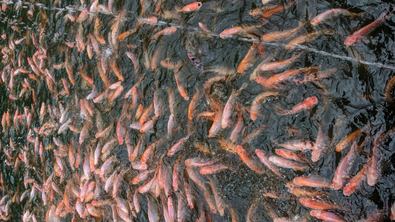 waktu panen ikan nila sistem bioflok