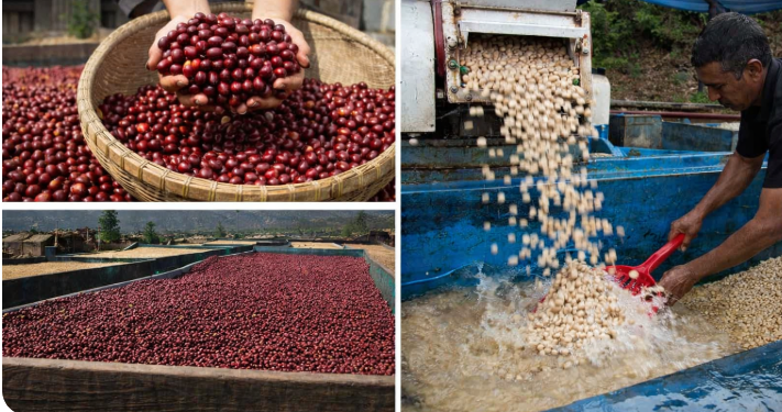 Pengolahan Pascapanen Kopi Modern
