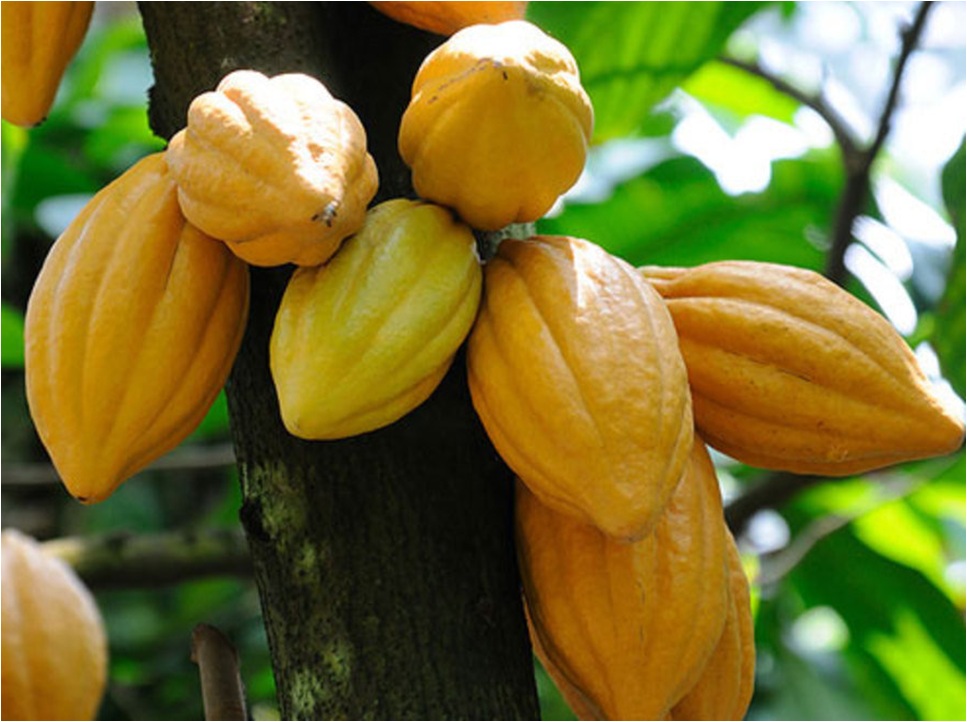 Peralatan Pengolahan Kakao Modern