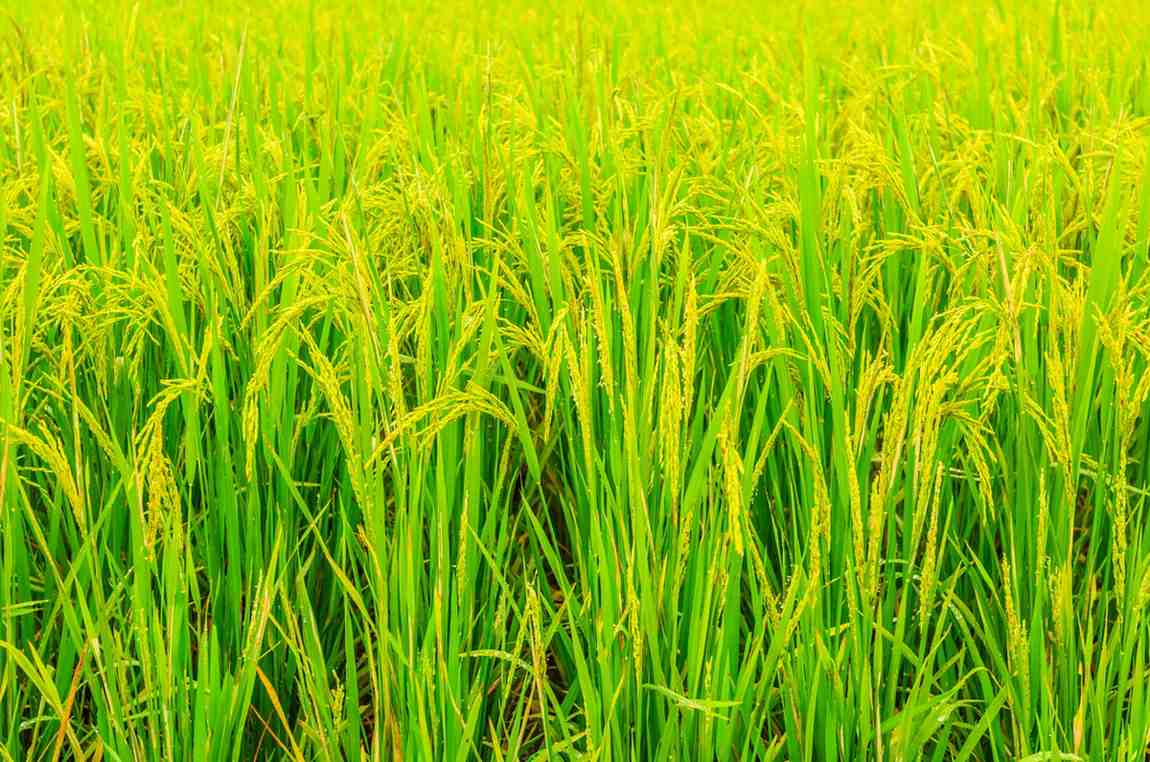Tips Memilih Mesin Cultivator