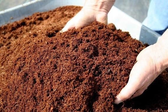 Cara Membuat Cocopeat dari Sabut Kelapa