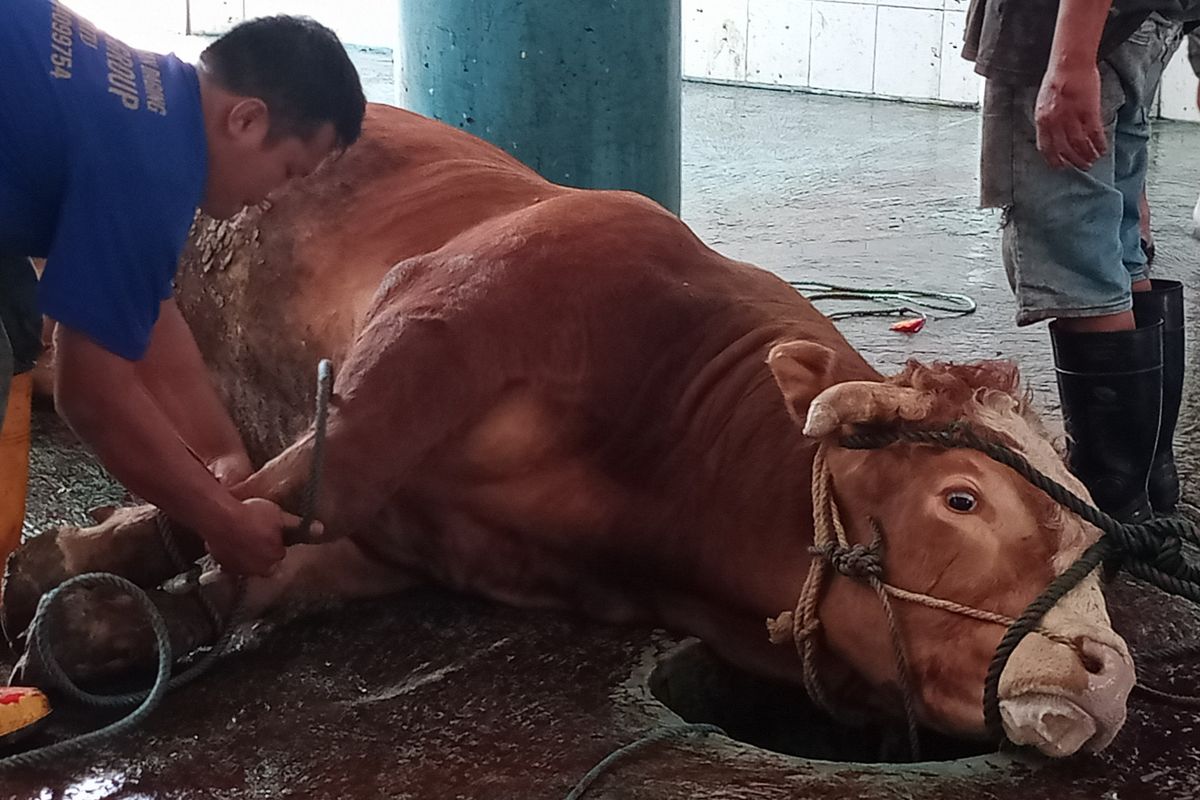 Fasilitas Pemotongan Hewan Kurban Aman