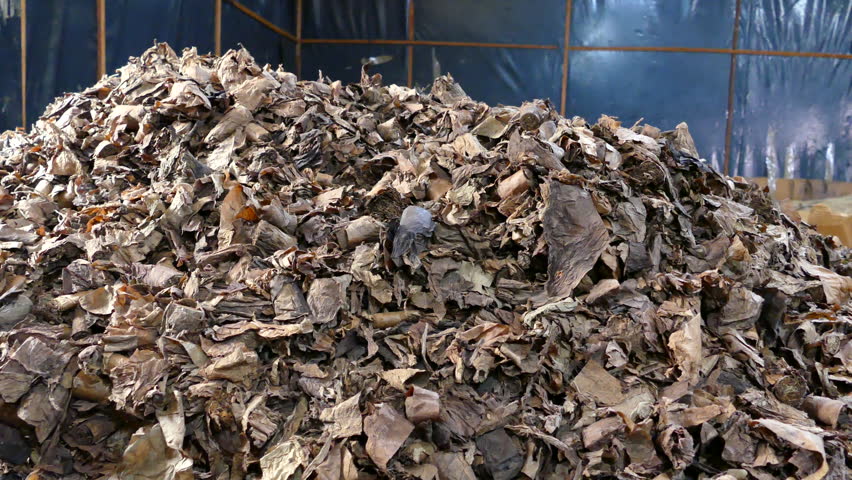 Cara Mengolah Sampah Daun