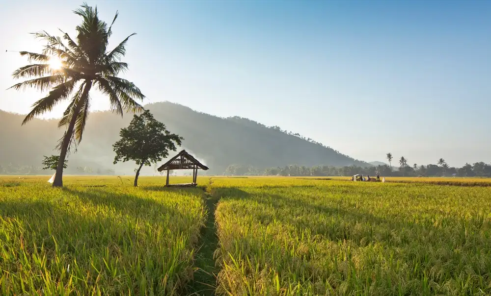 Cara Meningkatkan Efisiensi Panen Sawah