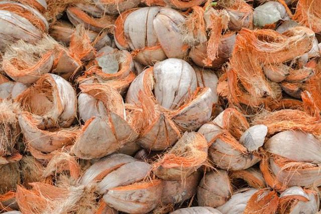 pemanfaatan sabut kelapa untuk media tanam