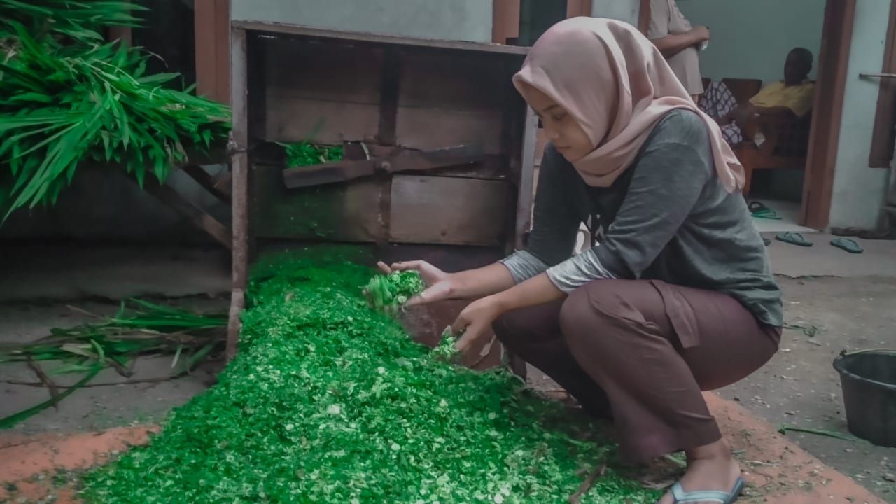 berapa ukuran cacahan pakan ternak